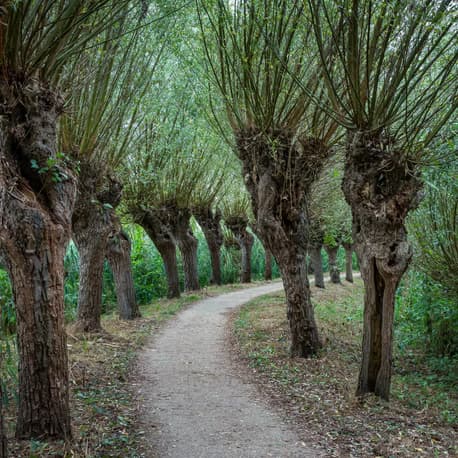 Professional arborist at work