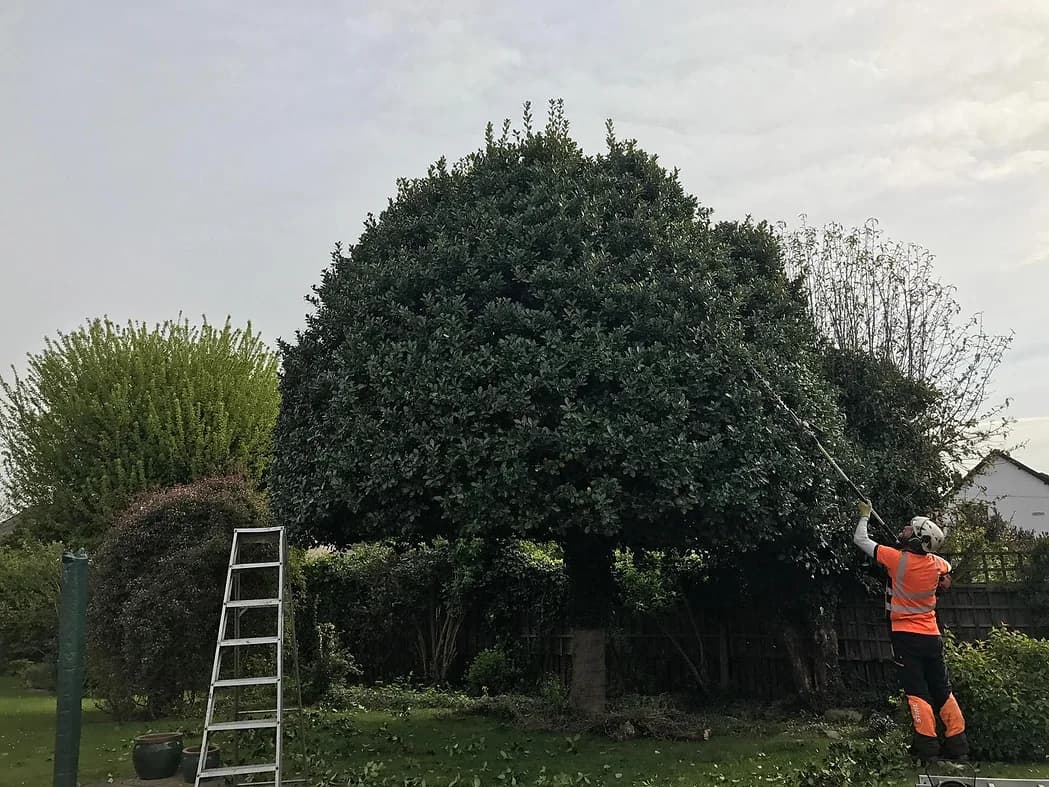 HWARB Tree Surgery Gallery