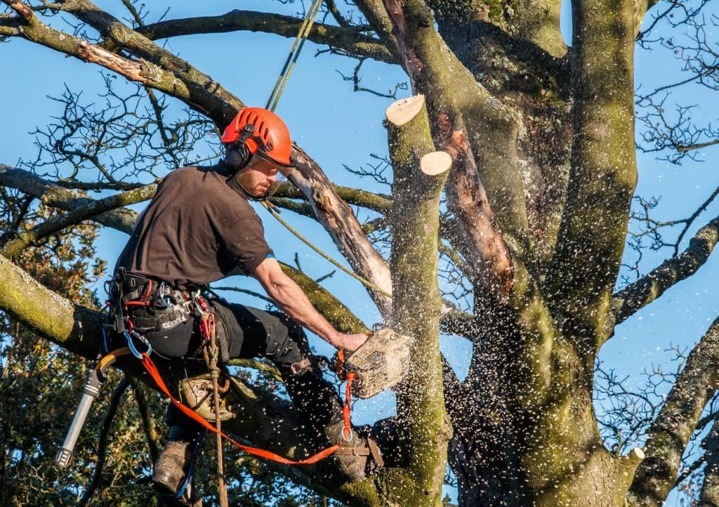 Tree surgery and garden services in Worksop