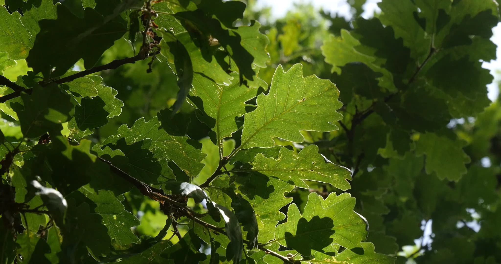 Professional tree work carried out by HWARB