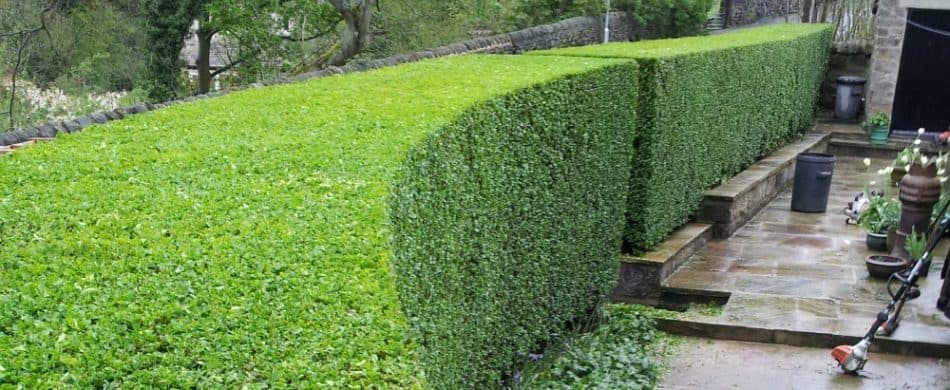 Hedge Maintenance