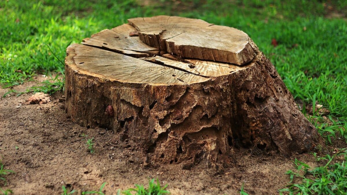 Stump Grinding