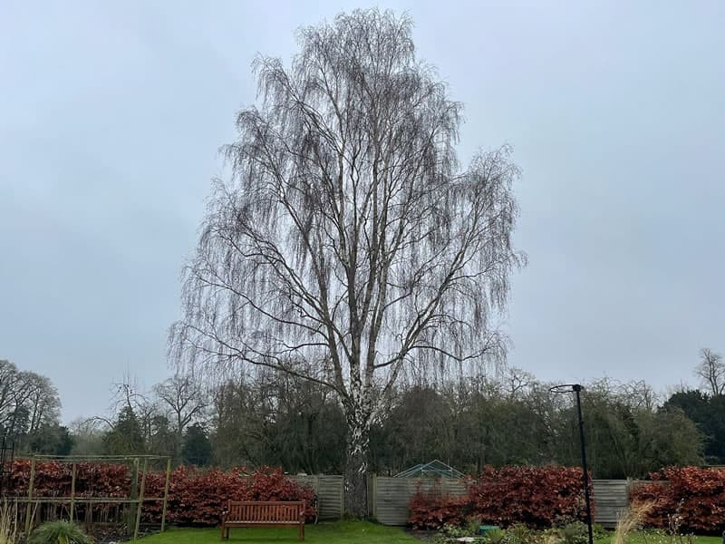 Tree pruning professionals