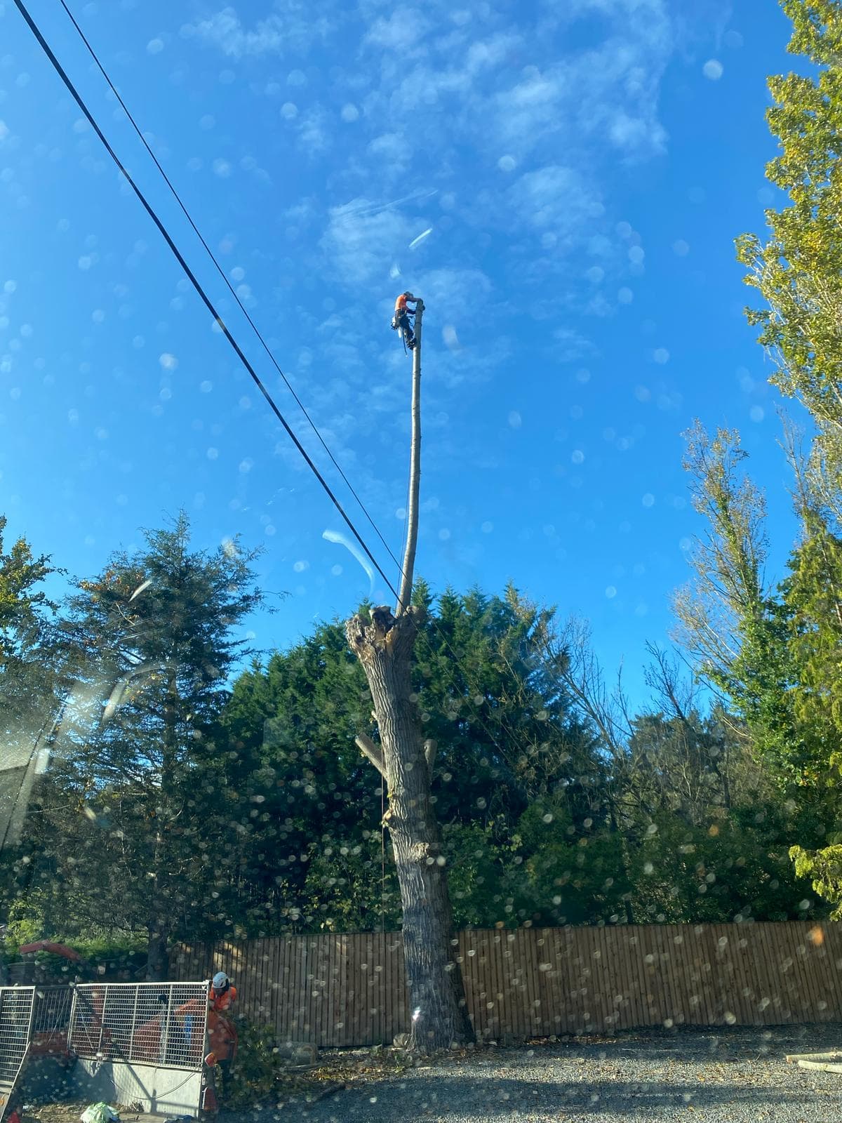Tree Removal